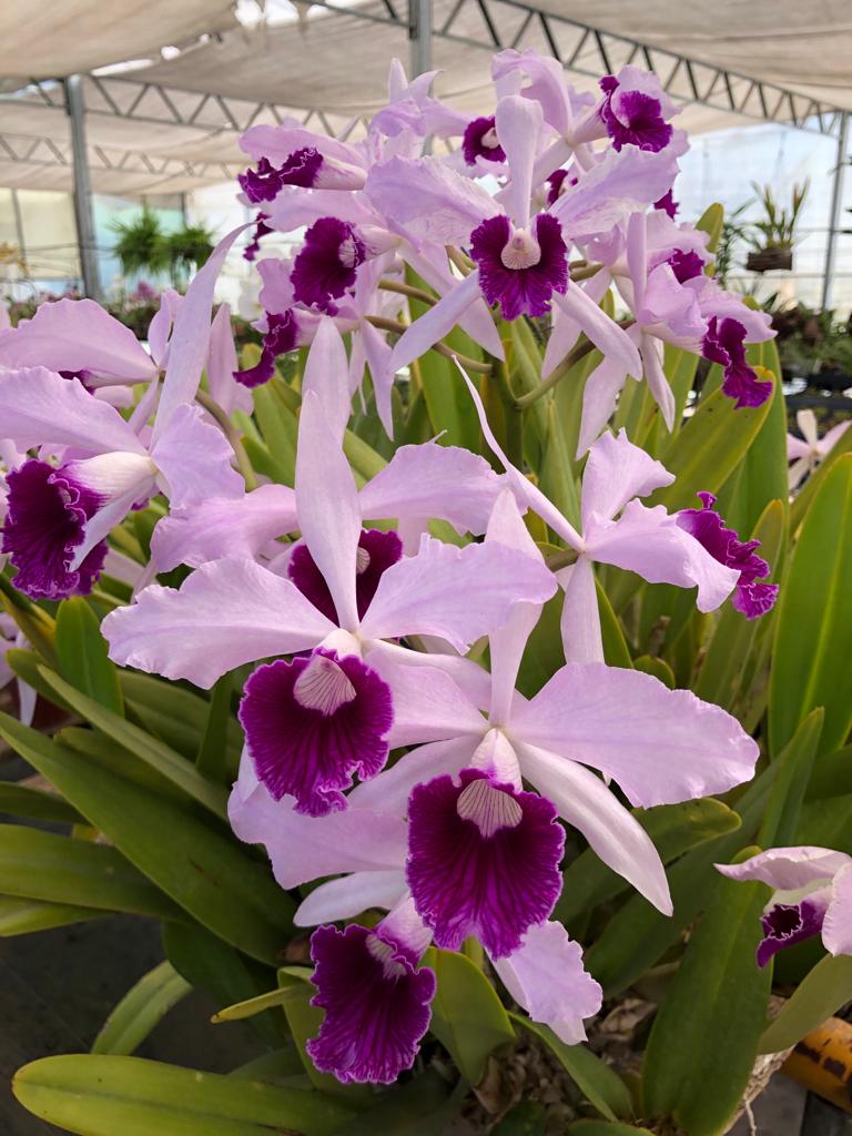 Cultivo de Orquídeas